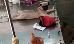 巴哥爆料下半年视频回放,笑料百出，精彩纷呈