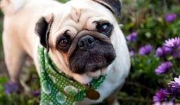 巴哥爆料下半年视频回放,笑料百出，精彩纷呈