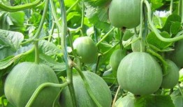 免费吃瓜不可多得的好地方,不可多得的好去处