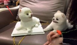 福州布偶爆料事件视频曝光,揭秘事件背后惊人真相