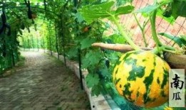 免费吃瓜不可多得的好地方,不可多得的好去处