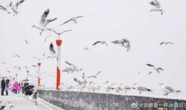 昆明爆料下雪视频大全播放,网友视频大全记录冬日美景